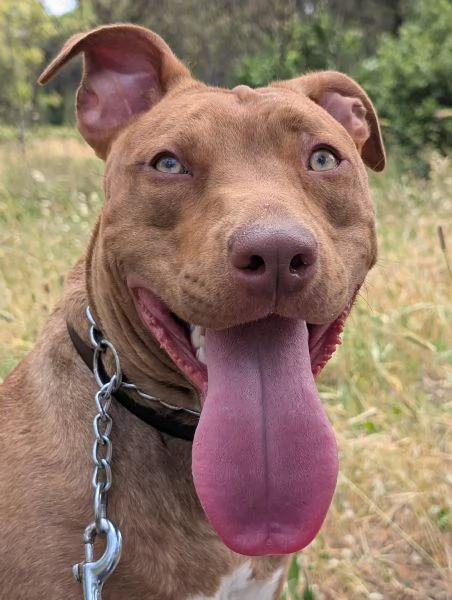 Red nose pittbull 
