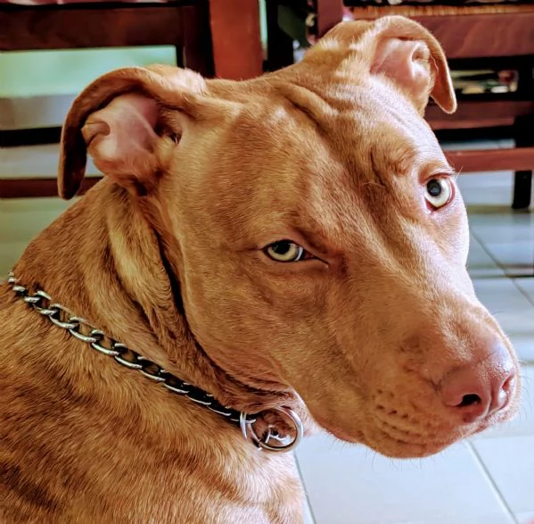 Red nose pittbull  | Foto 4