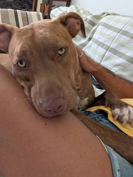 Red nose pittbull  | Foto 3