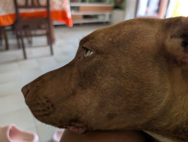 Red nose pittbull  | Foto 2