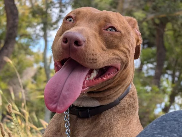 Red nose pittbull  | Foto 1