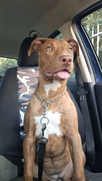 Red nose pittbull  | Foto 0