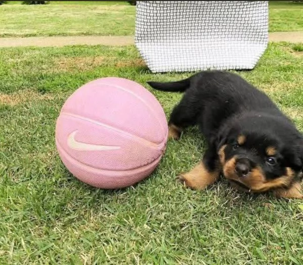Rottweiler (cuccioli maschio e femmina) | Foto 1