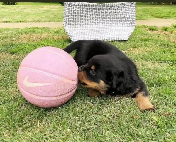 Rottweiler (cuccioli maschio e femmina) | Foto 0