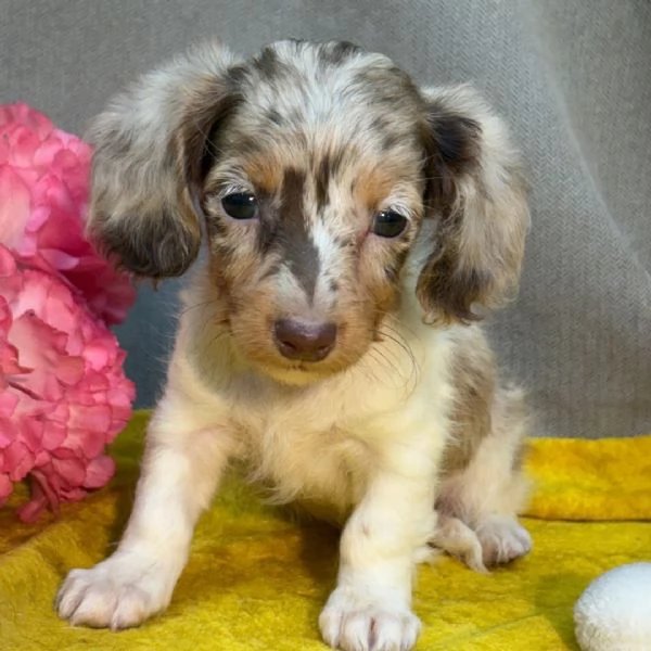 Bassotto nana (cuccioli maschio e femmina) | Foto 0