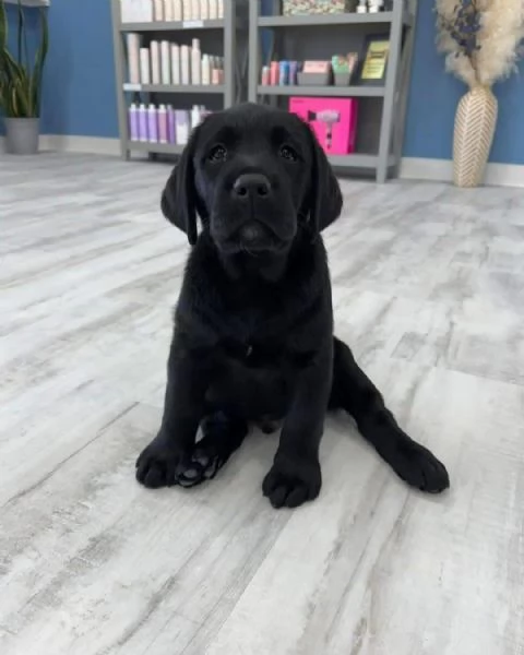  Labrador Retriever (cuccioli maschio e femmina) | Foto 1