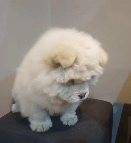 REGALO CHOW CHOW  | Foto 0