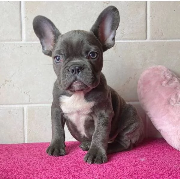 Bulldog Francese (cuccioli maschio e femmina) | Foto 2