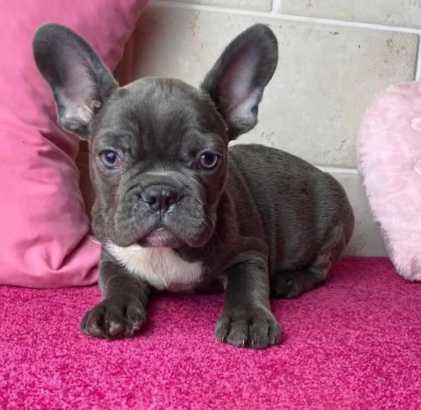 Bulldog Francese (cuccioli maschio e femmina) | Foto 0