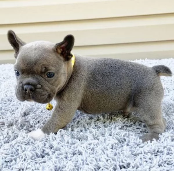 Bulldog Francese (cuccioli maschio e femmina)