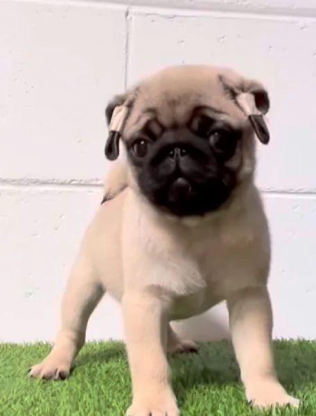 Carlino (Pug) (cuccioli maschio e femmina)