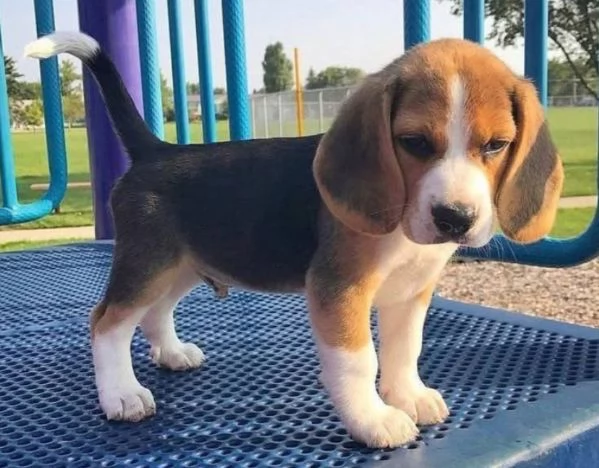  Beagle (cuccioli maschio e femmina)