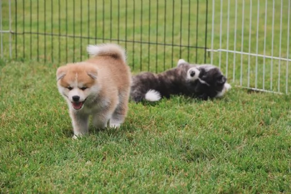 Akita Inu  (cuccioli maschio e femmina) | Foto 1