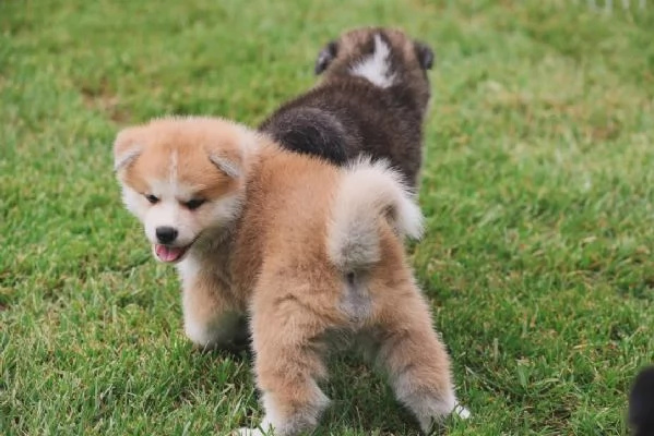 Akita Inu  (cuccioli maschio e femmina) | Foto 0