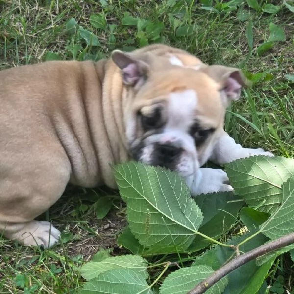 Bulldog inglese (cuccioli maschio e femmina) | Foto 1