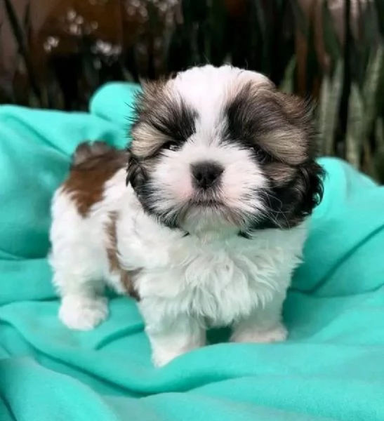 Shih?Tzu Mini Toy (cuccioli maschio e femmina)