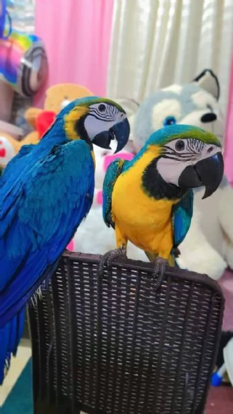 Pappagallo Ara Ararauna giallo e blu