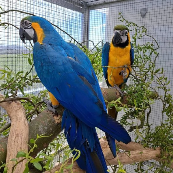 Pappagallo Ara Ararauna giallo e blu | Foto 4