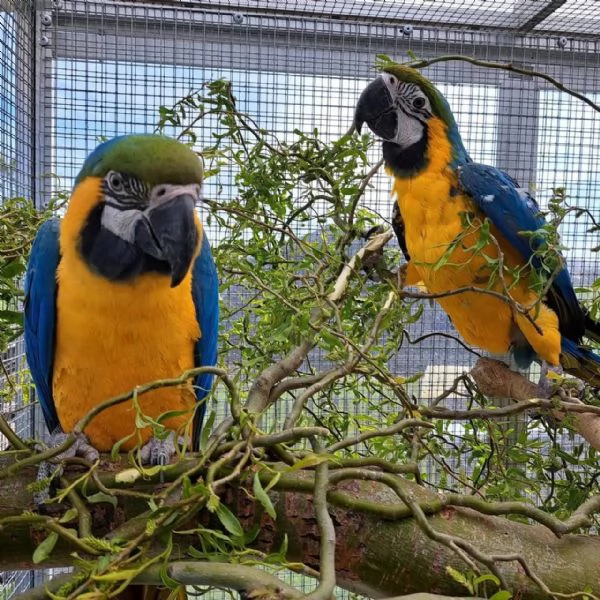 Pappagallo Ara Ararauna giallo e blu | Foto 3