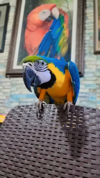 Pappagallo Ara Ararauna giallo e blu | Foto 2