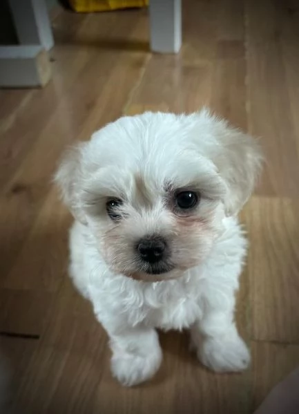Cuccioli di maltese disponibili! | Foto 2
