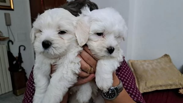 Cuccioli di maltese disponibili!