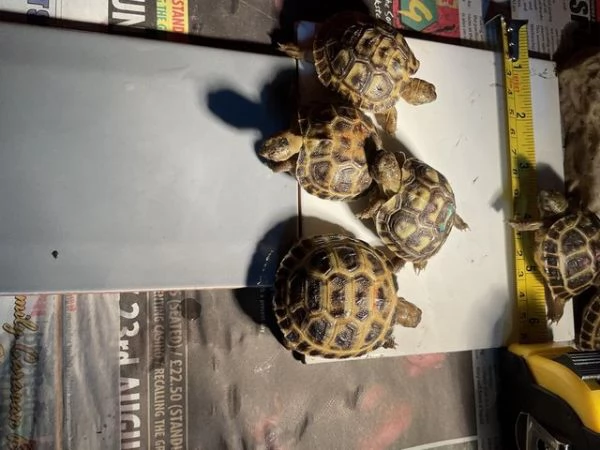 Tartarughe di terra con cites