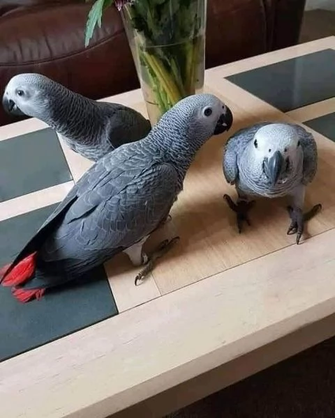 Pappagalli Cenerini Africani | Foto 1