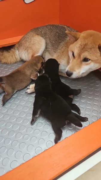 Cuccioli di Shiba inu | Foto 3