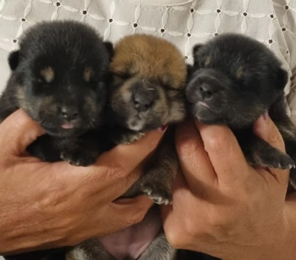 Cuccioli di Shiba inu | Foto 2