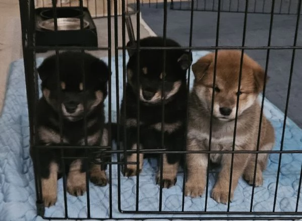 Cuccioli di Shiba inu
