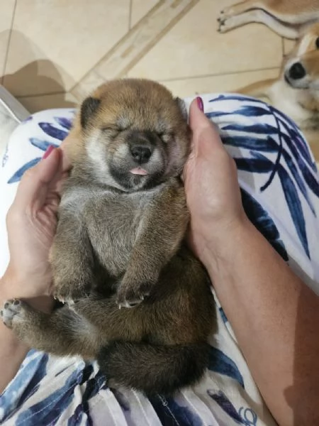 Cuccioli di Shiba inu | Foto 1