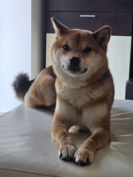 Cuccioli di Shiba inu | Foto 0