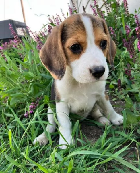 Beagle (cuccioli maschio e femmina)