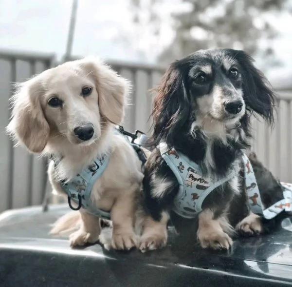 Bassotto nana (cuccioli maschio e femmina) | Foto 1