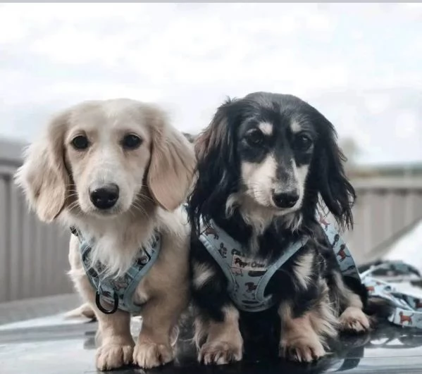 Bassotto nana (cuccioli maschio e femmina) | Foto 0