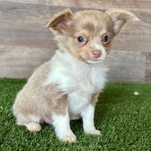  Chihuahua Toy (cuccioli maschio e femmina) | Foto 0