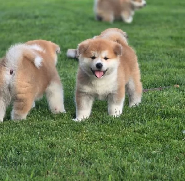 Akita Inu  (cuccioli maschio e femmina)
