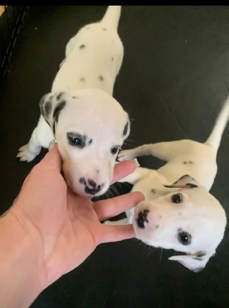 Dalmata (cuccioli maschio e femmina) | Foto 1