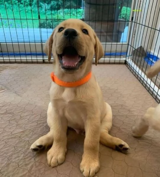 . Labrador Retriever (cuccioli maschio e femmina) | Foto 1