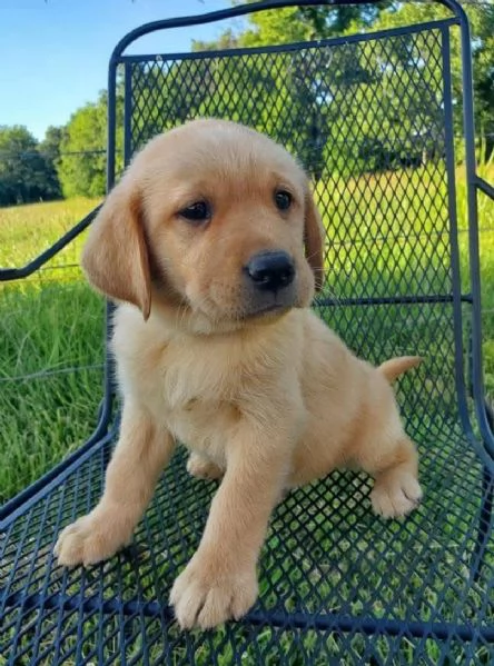 Golden Retriever (cuccioli maschio e femmina)