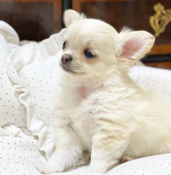 Chihuahua Toy (cuccioli maschio e femmina)