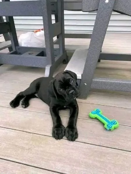 Cane Corso (cuccioli maschio e femmina) | Foto 0