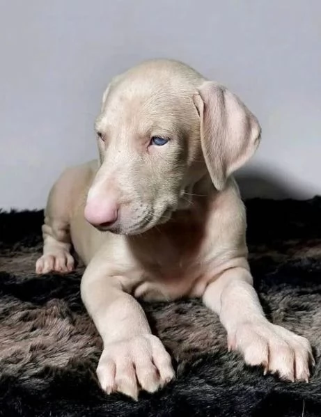 Dobbermann (cuccioli maschio e femmina)