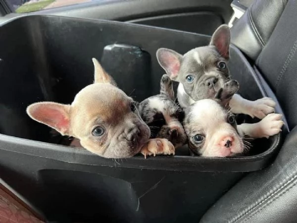 Bulldog Francese (cuccioli maschio e femmina)