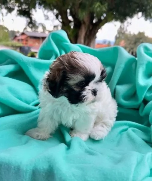  Shih Tzu Mini Toy (cuccioli maschio e femmina)