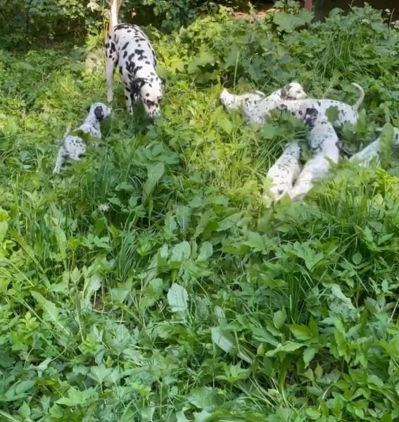 Dalmata  (cuccioli maschio e femmina) | Foto 2