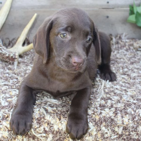 Labrador (cuccioli maschio e femmina)