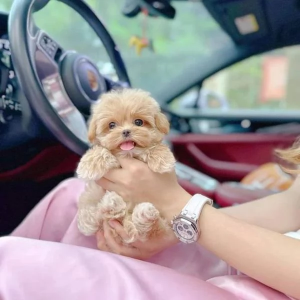 Barboncino toy maschio