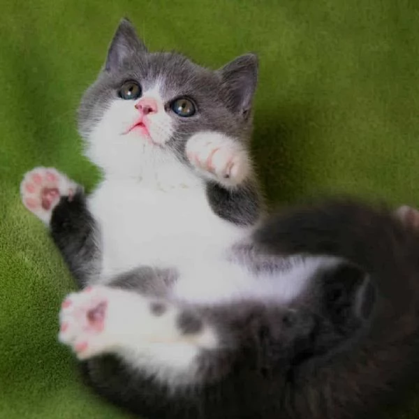 Cuccioli di british shorthair  | Foto 0